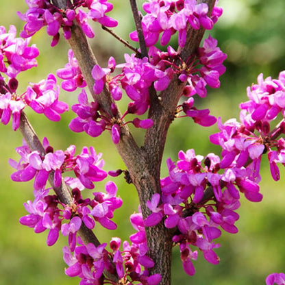 Eastern Redbud Tree Live Plant - 12-18 Inch Tall in Quart Pot, Redbud Live Trees, Beautiful Spring Pink Blossoms, Low-Maintenance Starter Tree for Outdoor Landscaping