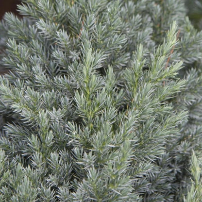 Spiny Greek Juniper (4)