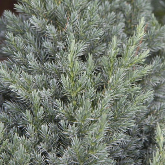 Spiny Greek Juniper (4)