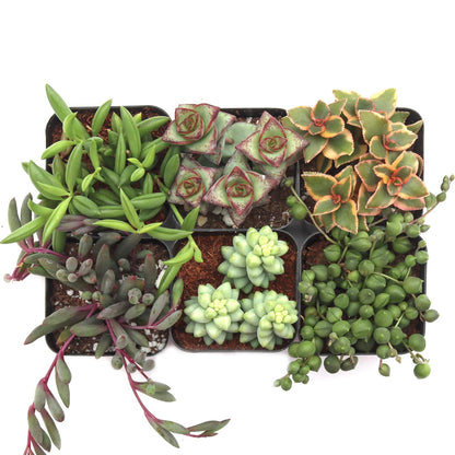 Mountain Crest Gardens Trailing & Strings Succulent Pack - 6 Live Plants in 2 Inch Pots - Real Succulents for Hanging Planters, Home Decor, and DIY Arrangements