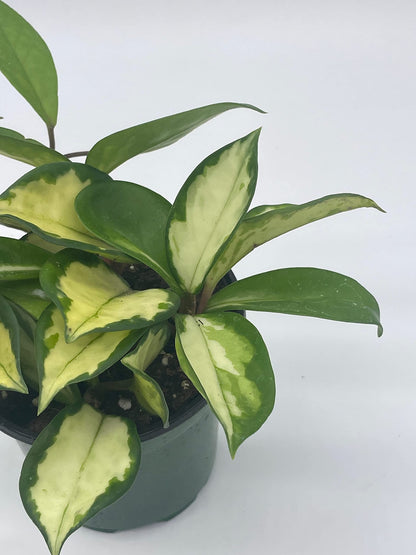 BubbleBlooms Variegated Hoya Exotica, Krimson Princess, Tricolor Crimson, Very Rare Limited Live Plant, in 4 inch Pot