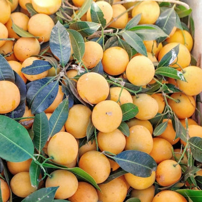 Loquat Tree Plant Live, 10-14'' Tall in Half Gal Pot, Perennial Fruit Plant for Garden or Containers Growing