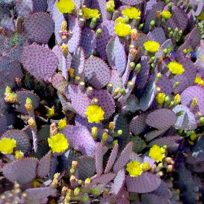Purple Prickly Pear Cactus Live Plant, in 3 Inch Pot, Prickly Cactus Plant, Colorful Succulent for Garden and Containers