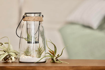 Ionantha Tillandsia Air Plants Live Indoor Plants (10PK), Air Plant Terrarium Plants Live Houseplants, Live Plants Indoor Plant Kit, Easy Care Plants for Air Plant Holder or Garden by Plants for Pets