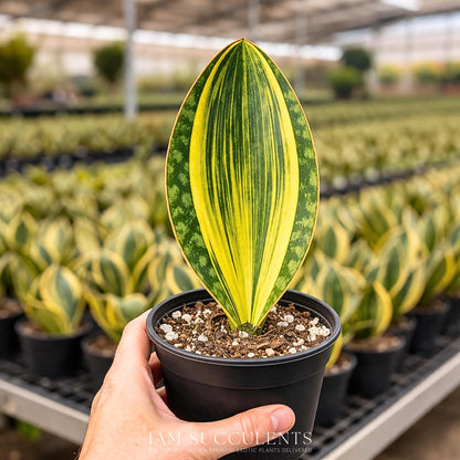 Variegated Whale Fin Plant 8–10 Inch Live Plant – Rare Variegated Sansevieria Masoniana Indoor Succulent, Easy Care Air Purifying Snake Plant, Unique Home Decor Houseplant Gift
