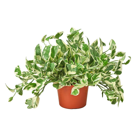 Pothos 'N'joy' | Live Plant for Indoor & Outdoor | for Living Room, Office, Bathroom | (6" Pot, Black Cylinder)