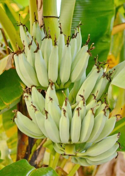 Kokopo Banana Live Plant - Dwarf Banana Tree - Patupi Banana Plant - Short Cycle Banana - 5-8 Inches Tall - Container and Outdoor Growth