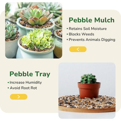 GreatBuddy 5-lb Pebbles for Indoor Plants, 3/8" Pea Gravel for Vases, Small Rocks for Succulents, Fish Tanks, Aquariums, Terrarium, Drainage Pebbles for Potted Plants, River Rocks for Landscaping