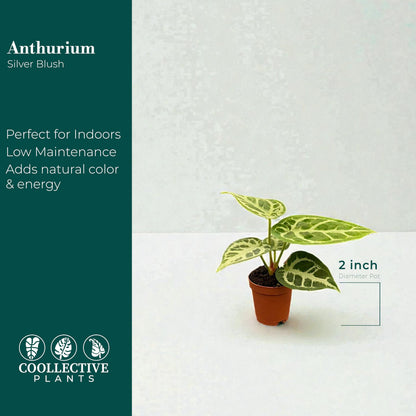 CoollectivePlants Anthurium Silver Blush – Live Indoor Plant in 2″ Grower Pot, Easy Care Tropical Houseplant, Low Maintenance Anthurium for Home or Office