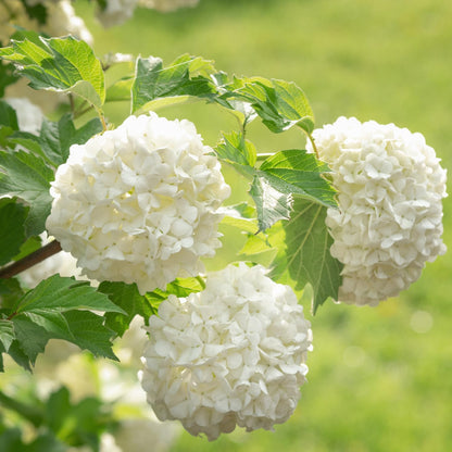 Old Fashion Snowball Viburnum Live Plant, 4 Inch Pot Viburnum Highbush Cranberry, 6 to 10 Inch Tall White Viburnum Plant