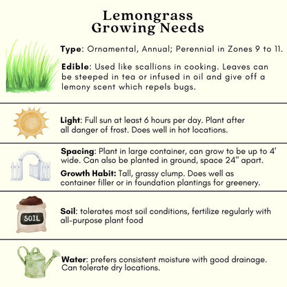 Clovers Garden 2 Large Lemongrass Plants Live - Mosquito Repellent Plants 4”– 7” Tall in 3.5” Pots - Non-GMO Edible Medicinal Herb Cymbopogon Citratus