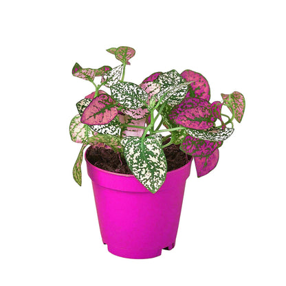 10 Pack Hypoestes 'Polka Dot' in 4in Pot - Live Tropical Houseplant - Easy to Grow | Variegated | USA Growers | The Snobby Leaf