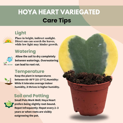 Hoya Heart Variegated Kerri Live Plant in 2-Inch Pot - Rare Heart Succulent, Easy to Care Air-Purifying Houseplant for Home, Office, Wedding Décor, and Birthday Gifts (Heat Pack Included)