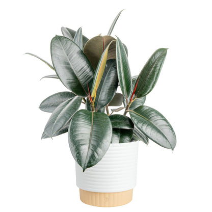 Costa Farms Burgundy Rubber Live Plant in Decorative Pot, Air Purifying Large Indoor Houseplant, Perfect for Home, Room, or Office Decor, Great House Warming or Birthday Gift, 2-3 Feet Tall