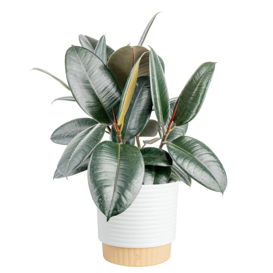Costa Farms Burgundy Rubber Live Plant in Decorative Pot, Air Purifying Large Indoor Houseplant, Perfect for Home, Room, or Office Decor, Great House Warming or Birthday Gift, 2-3 Feet Tall