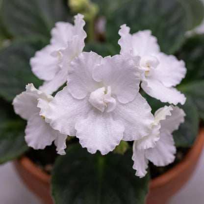African Violet Plant Live in 4 Inch Pot, Indoor Flowering Houseplant, Compact Blooming Plant for Home or Office (White Blooms)