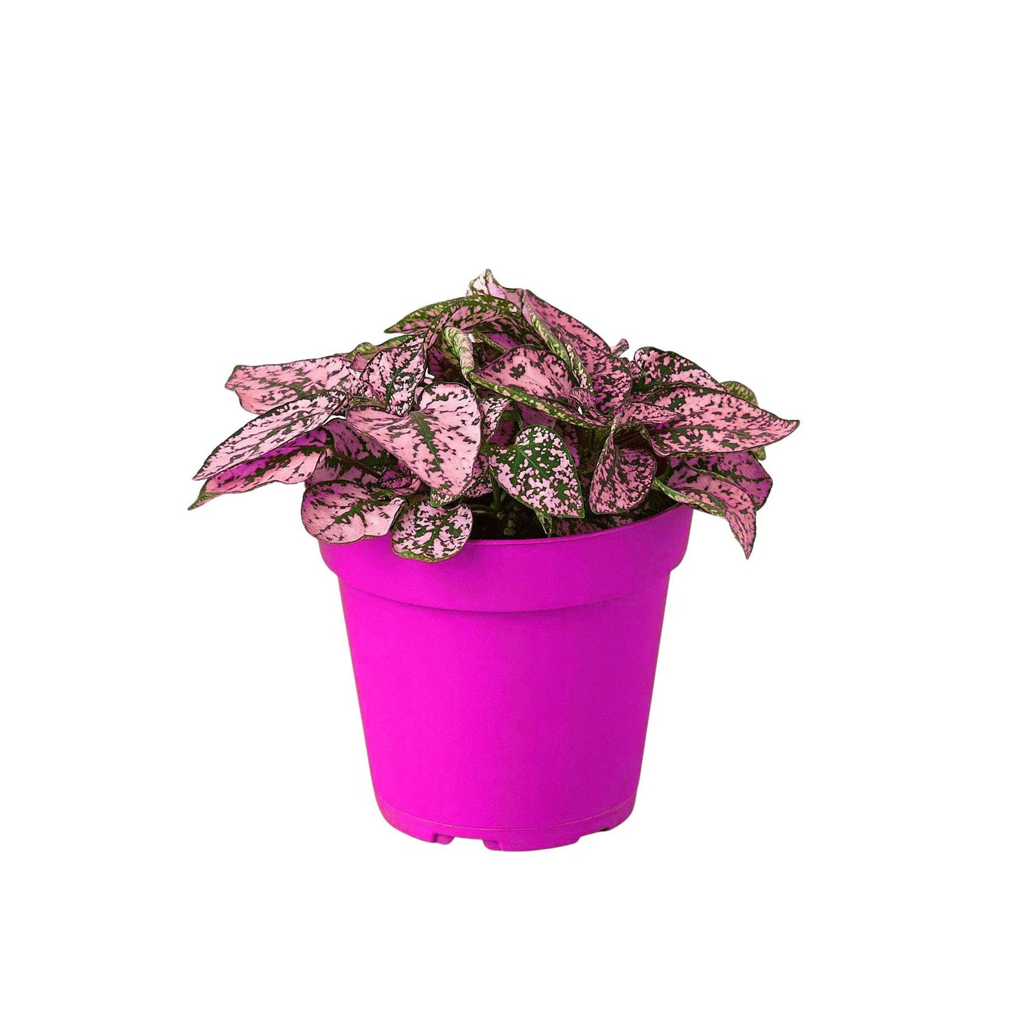 4 Pack Hypoestes 'Polka Dot' in 4in Pot - Live Tropical Houseplant - Easy to Grow | Variegated | USA Growers | The Snobby Leaf