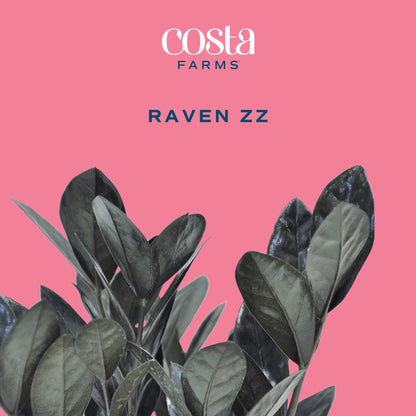 Costa Farms Raven ZZ Live Plant in Self Watering Pot, Easy to Maintain, Air Purifying Indoor Houseplant, Perfect for Home, Room, or Office Decor, Great House Warming or Birthday Gift, 12-18 Inches