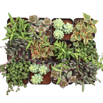 Mountain Crest Gardens Trailing & Strings Succulent Pack - 12 Live Plants in 2 Inch Pots - Real Succulents for Hanging Planters, Home Decor, and DIY Arrangements