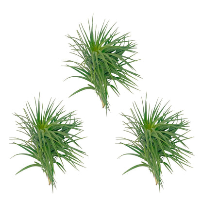 ragnaroc Air Plants - Flowering Tillandsia Pink Paske Large 5" - 3ct - Live Arrival Guaranteed - House Plants for Home Decor & Gift