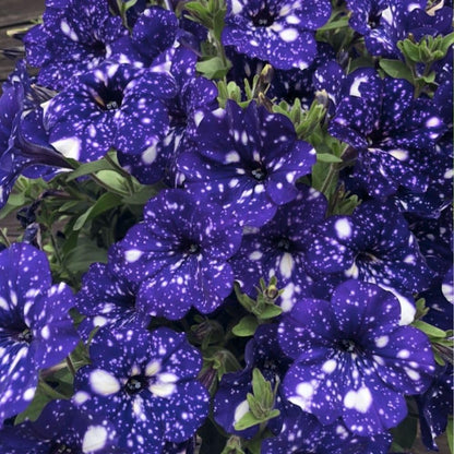 Set 2 Petunias Plants Live, 5-9 Inches Tall, Petunia Flowers Seedlings, Petunias Live Plant for Home Garden, Vibrant Tropical Blooms (Night Sky Petunias)