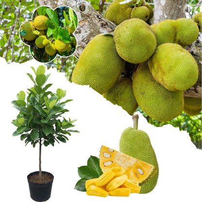 Live Jackfruit Tree Plant, Sweet Jackfruit Tree, Hardy Fruit Seedling, 2-3 Feet Tall for Outdoor Planting
