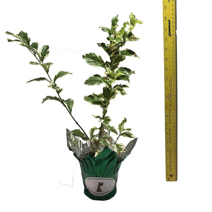 Variegated Sky Flower - Duranta repens cv - Live Plant - Pigeon Berry Golden Dew Drop- 8-10 Inches Tall - 4 Inch Pot