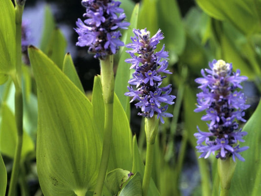 Pickerel Rush Live Pond Plant for Water Garden (Blue Pickerel Rush Live, 1)