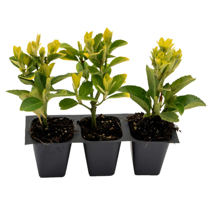 3 Golden Euonymus Shrubs | Live Plants in 2.5-inch Nursery Cubes | Japonica ‘Aureo-Marginatus’ Variety | Easy-Care Evergreen | Variegated Yellow-Green Foliage | Hedges & Shrubs for Home & Garden