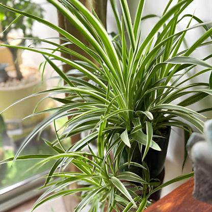 Curly Spider Plant Live in 2 Inch Pot, Live Spider Plants Indoor, Air-Purifying, Low Maintenance, Perfect for Home and Office Décor, Easy Care Starter Plants