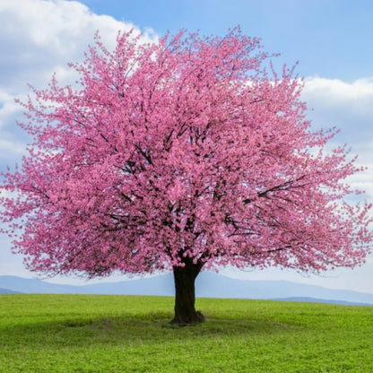 Pink Flowering Almond Trees Live Plants Shrubs Dormant in Pot, Spring Planting, 8 Months Old Flowering Plum Bushes, Ornamental and Fragrant Pink Blossoms