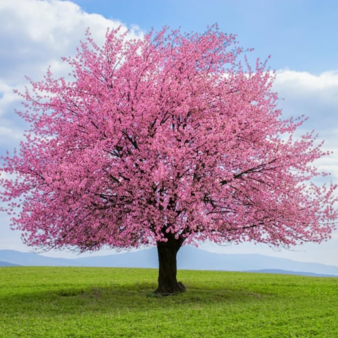 Flowering Almond Shrubs Trees Live Plants in Pot, Well-Rooted Fragrant Flowering Plum Bushes, 8-12 Inches Tall, Ornamental Tree for Outdoor Planting