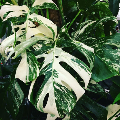 300+ Monstera Deliciosa Seeds for Planting Outdoor-Grow Your Own Rare Indoor Garden
