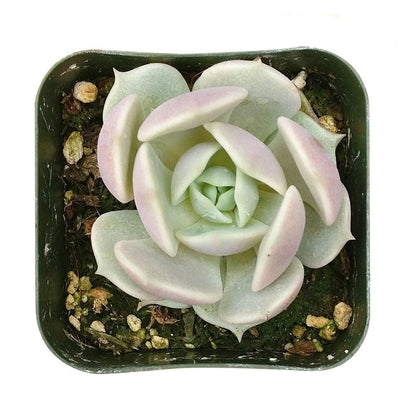 Echeveria Lola Succulent - Rosette Succulents 2 inch - Low Maintenance Indoor Live Plants, Floral Shaped Succulents Fully Rooted for Arrangements, Decor & DIY Projects