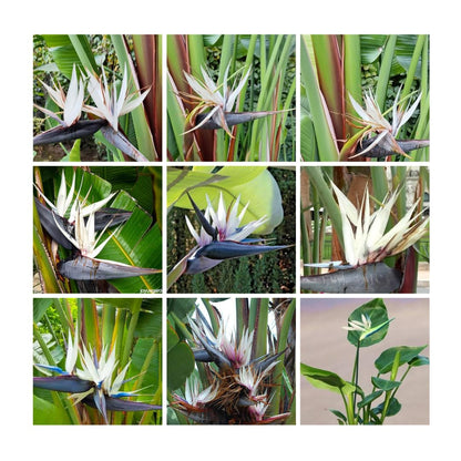 1 Assorted Bird of Paradise Live Plant, Vibrant Tropical Houseplant Flowers Strelitzia Reginae Size 5 to 9 Inc Tall, No Pot, Well-Rooted, Hardy
