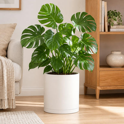 Giraffe Creation 14-Inch Round Cylinder Plant Pot, Modern Indoor/Outdoor Planter with Drainage Hole, Saucer & Water Reservoir, White