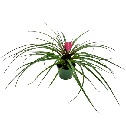 Live Air Plants – Flowering Tillandsia Cyanea, Giant 15-18" in a 4" Growers Pot - 1ct - Live Arrival Guaranteed - House Plants for Home Decor & Gift