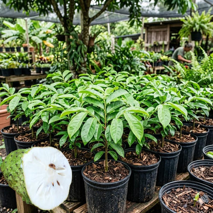 Sweet Giant Soursop Tree Live Plants, 2 Year Old Annona Muricata Guanabana Trees, 3 Gallon Pot, 2 to 3 Feet Tall for Outdoor Garden, No Ship to CA