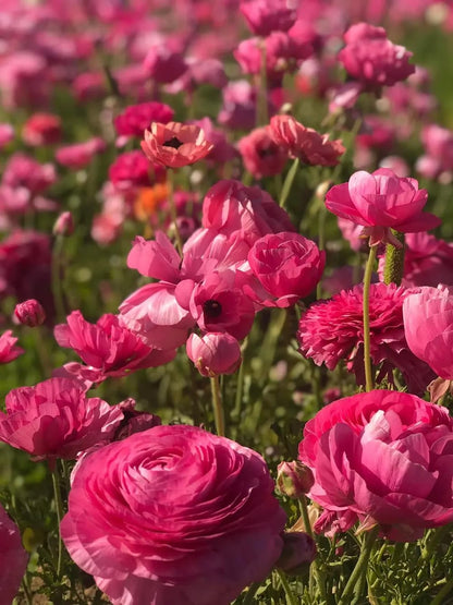 10pcs Peony Ranunculus Bulbs Mixed Corms Flower Bulb Garden Blooms Planting (Mixed)