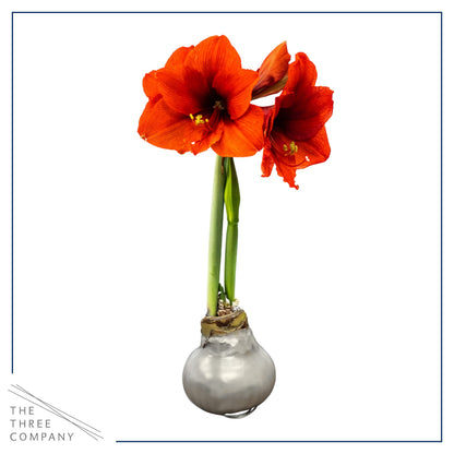 Waxed Amaryllis Bulb – Silver Wax with Red Blooms – Live Holiday Gift Plant, Easy Care, No Watering Needed