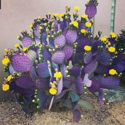 Purple Prickly Pear Cactus Plant Live, 3 Inc Potted, Succulents Plant Live, Live Prickly Pear Cactus Plant