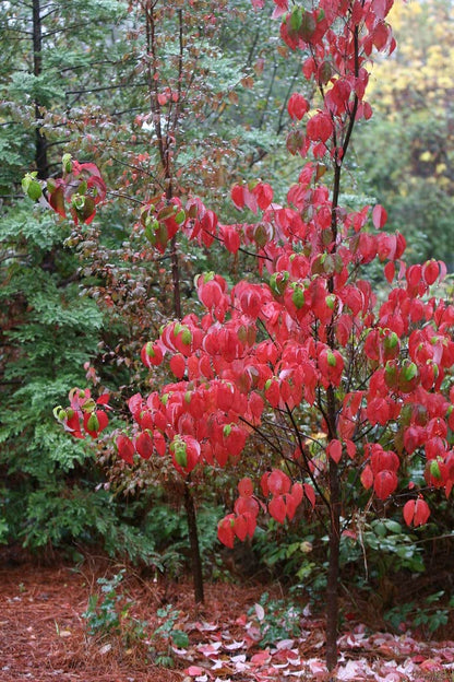 Cherokee Chief Dogwood - Red Flowering Tree - Live Plant Shipped 2 to 3 Feet Tall by DAS Farms