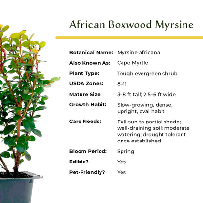 3 African Boxwood Myrsine – Dense Evergreen Shrub for Low Hedges, Borders & Topiary Landscapes (Myrsine africana) in 2.5” Cubes, Live Plants