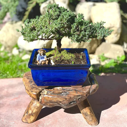 Live Dwarf Juniper Bonsai Tree | Indoor/Outdoor | 100% Handcrafted| Home and Office Décor | Best Gift for Holiday (M)
