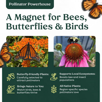 Swamp Milkweed 6 Live Plants (Asclepias incarnata) – Native Perennial Wildflower for Pollinator & Rain Gardens, Attracts Monarch Butterflies, Ideal for Wet Areas, Full Sun Landscaping Plant