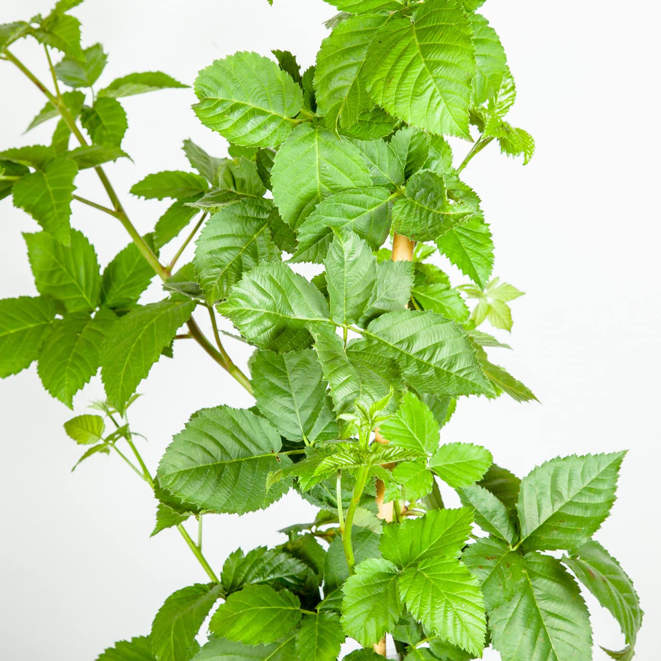 Perfect Plants Apache BlackBerry Bush 1 Gallon | Live Thornless Fruit for Outdoor Planting | Fresh Fruits for Home Gardens | Dark Purple Berries Emerge During Early Summer