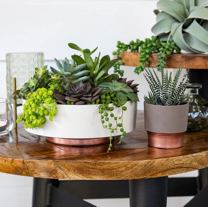 The HC Companies 8 Inch Round Plastic Succulent Capri Bowl Decorative Indoor Flower Succulent Planter Pot with Drain Plug Hole, Vanilla Bisque