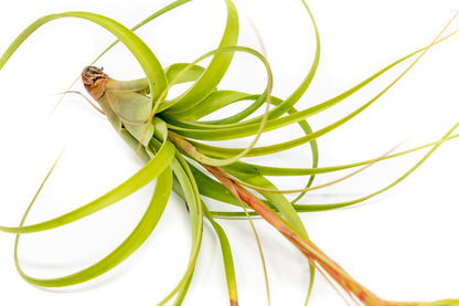 Air Plant Shop Tillandsia Roland Gosselini - Live Succulent House Plants - Home and Garden Decor - Easy Care Indoor and Outdoor Plants (Pack of 1)