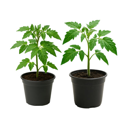 Tomato Live Plant (Determinate) – 4 Inch Pot | Solanum lycopersicum | Compact Italian Paste Tomato | High Yield Plum Fruit | Ideal for Canning, Sauces & Containers