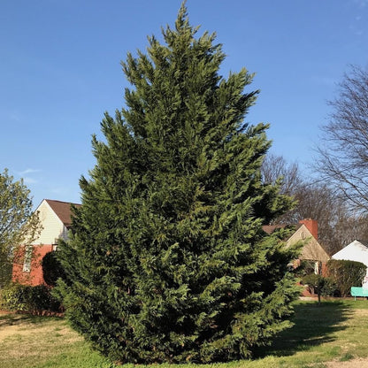 Live Plant - 20 Leyland Cypress Trees - 6-12" Tall Live Plants - Evergreen - Ships Bareroot